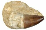Fossil Mosasaur (Prognathodon) Tooth - Morocco #270444-1